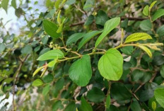 Redakan Iritasi dan Gatal pada Kulit Bayi dengan Daun Bidara