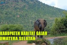 8 Kabupaten Kantong Habitat Gajah di Sumatera Selatan : Segini Jumlahnya Sekarang !