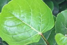 Cegah Rambut Rontok dengan Daun Mangkokan