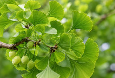 Mengenal Ginkgo Biloba, Tanaman Purba yang Diyakini Mampu Menjaga Kesehatan Otak