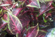 Atasi Keputihan dan Wasir dengan Daun Iler