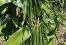 Tingkatkan Fungsi Otak dan Sistem Saraf dengan Daun Vanili