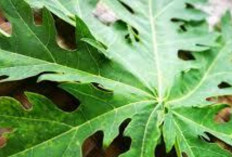 Miliki Banyak Khasiat : Daun Kates Cocok untuk Penderita DBD  
