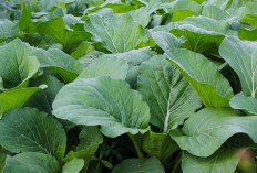 Jaga Kesehatan Tulang dan Mata dengan Daun Caisim