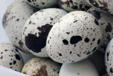 Telur Puyuh : Benarkah Bisa Menyebabkan Kolesterol Tinggi?