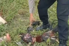 Diduga Harimau Bantai Belasan Ayam Warga Kemiling