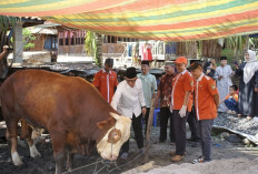 Bupati OKU Sebar 12 Sapi Kurban di Beberapa Desa dan Kecamatan