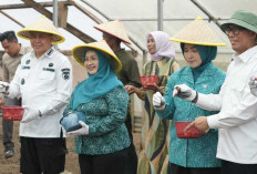 Desa Tungku Jaya OKU jadi Sentra Budi Daya Bawang Merah