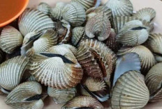 Menikmati Lezatnya Kerang Dara Rebus : Sajian Nikmat Penuh Gizi