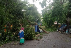 Badai Memporakporandakan Muara Enim : Puluhan Atap Rumah Rusak dan Ratusan Pohon Tumbang !