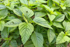 Obati Kencing Nanah dan Bronchitis dengan Bayam Duri