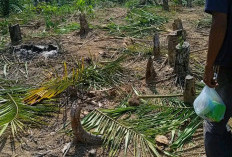 Gajah Liar Meresahkan Warga, Penanganan Dinilai Lamban Warga Ancam Demo