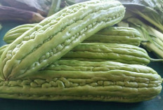 Obati Jerawat dan Jaga Kesehatan Tulang dengan Pare 