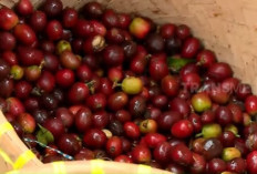 Jaga Kesehatan Otak, Tulang dan Rambut dengan Kulit Kopi
