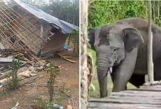 Puluhan Gajah Liar Kembali Obrak Abrik Kebun Karet dan Pondok Petani di Musi Rawas !