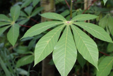 Atasi Rematik dan Pegal Linu dengan Daun Singkong