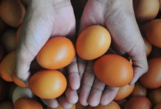 Harga Pangan 3 Mei 2025 : Daging Ayam Tembus Rp37 Ribu, Cabai Rawit Hampir Rp69 Ribu per Kilogram !