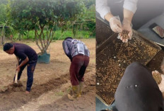 Aktif Ikuti Kegiatan Pembinaan, WBP Lapas Kayuagung Olah Lahan dan Maggot 