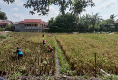 Manfaatkan Lahan Terbatas, Warga Ini Sukses Tanam Padi dan Dukung Program Ketahanan Pangan