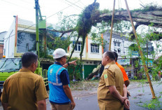 Tinjau Evakuasi Pohon Tumbang Akibat Cuaca Ekstrem, Ini Imbauan Pj Bupati Muba !