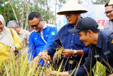 Panen Perdana Padi Gogo 2026 di RKT, Wali Kota H Arlan: Perkuat Ketahanan Pangan Kota Prabumulih