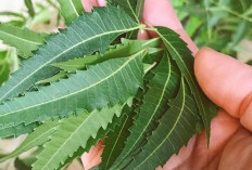 Obati Malaria, Asma dan Eksim dengan Daun Intaran 