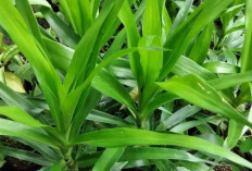 Kegunaan Daun Suji, Pewarna Alami dengan Segudang Manfaat Kesehatan