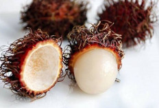 Turunkan Demam Akibat DBD dengan Kulit Rambutan