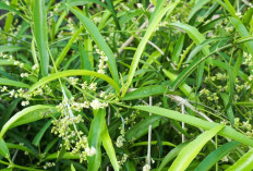 Atasi Perut Kembung dan Masuk Angin dengan Daun Zodia