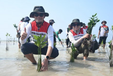 Dukung Energi Berkelanjutan, Pertamina Drilling Tanam 800 Mangrove di Hari Lingkungan Hidup 2026
