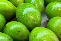 Rahasia Sehat dari Buah Alpukat: Si Hijau Lembut Penuh Manfaat untuk Tubuh