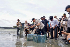 Sumbang Devisa, Tambak Udang OKI Dipasok Listrik Andal