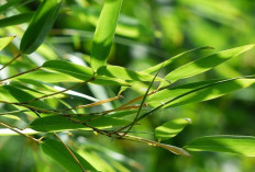 Jaga Kesehatan Kulit dan Rambut dengan Daun Bambu