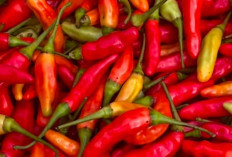 Jenis Cabai yang Paling Cocok untuk Sambal : Pedasnya Pas, Rasa pun Nikmat