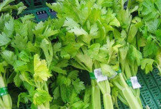 Tingkatkan Fungsi Otak dan Daya Ingat dengan Seledri Jepang