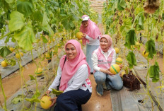 KWT Mekar Arum Sukses Panen Perdana Melon melalui Program Srikandi Movement