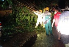 BPBD OKU Evakuasi Lima Batang Pohon Tumbang Akibat Angin Kencang