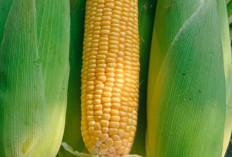 Mengenal Macam-Macam Jagung: Dari Jagung Manis hingga Jagung Ungu yang Kaya Manfaat