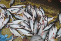  Mengapa Sebagian Orang Melayu Ogah Makan Ikan Patin ? Berikut Legenda dan Asal Usul Ikan Patin ! 