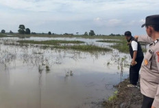 Heboh! Sesosok Mayat Perempuan Mengapung di Area Persawahan Masyarakat Penyandingan OKI