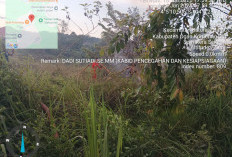 BPBD OKU Deteksi Dua Titik Hotspot Karhutla