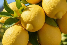 Air Lemon untuk Berbuka Puasa, Menyegarkan tapi Perlu Dikonsumsi dengan Bijak