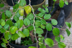 Tingkatkan Kualitas Sel Telur dan Sperma dengan Daun Bidara