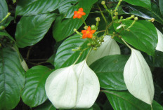 Cegah Penyakit Kencing Batu dengan Daun Kingkilaban