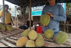 Tips Memilih dan Mencegah Efek Samping Konsumsi Durian