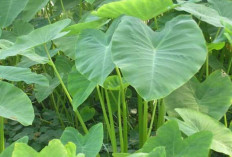 Keladi Sayur : Sayuran Kaya Manfaat yang Semakin Populer di Indonesia