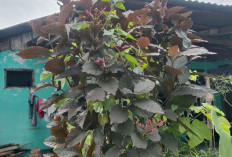 Atasi Sembelit dan Wasir dengan Daun Puding Hitam