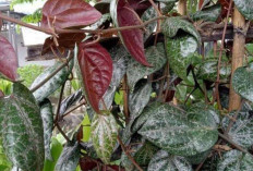Manfaat Daun Sirih Merah: Rahasia Herbal Nusantara yang Kaya Khasiat