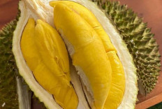 Mengenal Berbagai Jenis Durian dan Keunikan Rasa Setiap Varietas