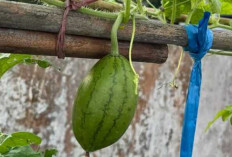 Manfaat Luar Biasa Buah Semangka untuk Kesehatan dan Kehidupan Sehari-hari